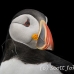 puffin_atlantic_msi_h_0853_can0677.jpg